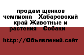 продам щенков чемпиона - Хабаровский край Животные и растения » Собаки   